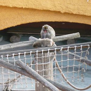 Japanese macaques