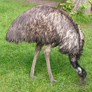 Emu