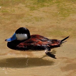 Ruddy Duck