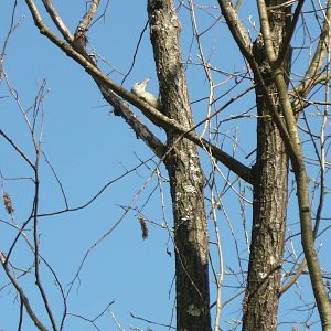 Grey-headed woodpecker