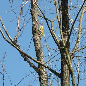 Grey-headed woodpecker
