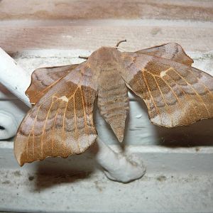 Poplar hawk-moth (Laothoe populi)