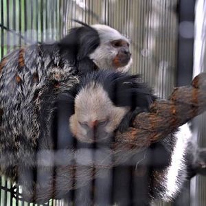 White-headed Marmoset.