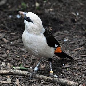 White-headed Buffalo Weaver