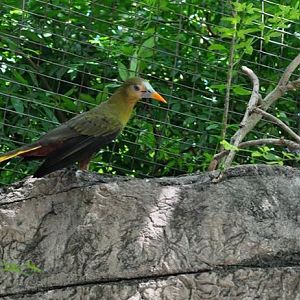 Green Oropendola