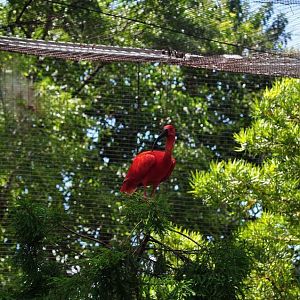 Scarlet Ibis