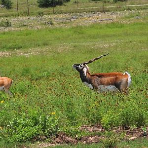 Blackbuck