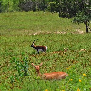 Blackbuck