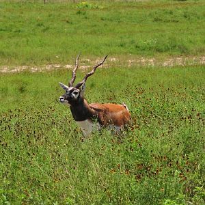 Blackbuck
