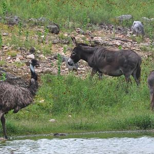 Australian Exhibit - Domestic Ass and Emu