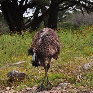Emu