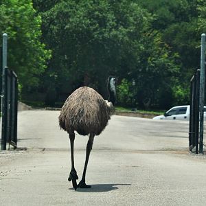 Emu at the exit gate.