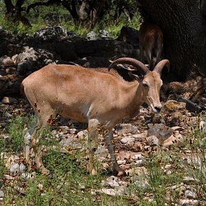 Aoudad