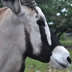 Portrait of a Gemsbok