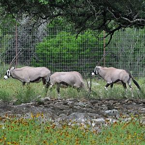 Gemsbok