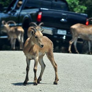 Aoudad