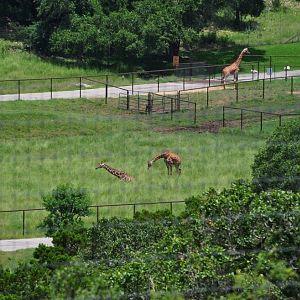 Giraffes in the Tower Creek section