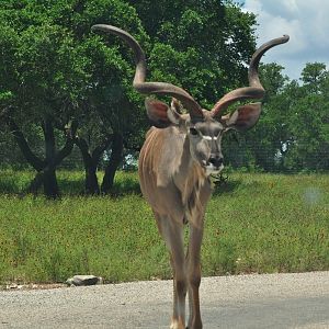 Kudu