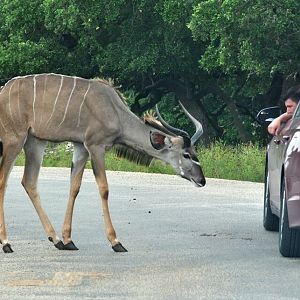 Greater Kudu