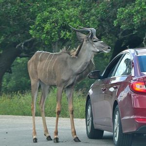 Greater Kudu