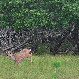 Greater Kudu