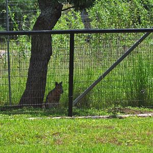 Patagonian Mara