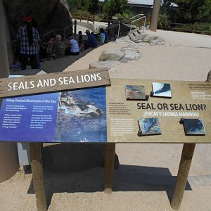 Seal and sea lion differences interpretive sign