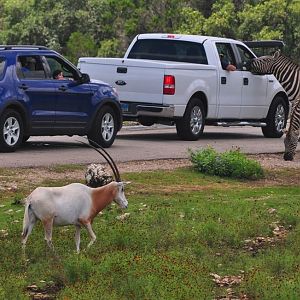 Zebras and Oryx