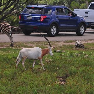 Zebras and Oryx