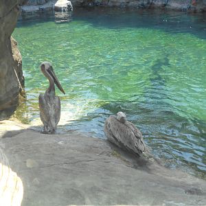 Fresno_brown_pelicans