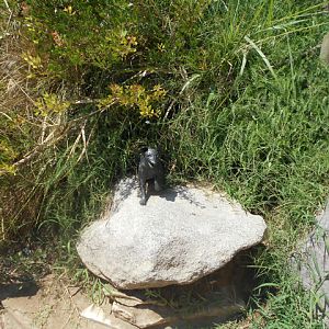 sea_lion_fox_interpretive