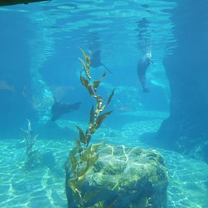 sea_lion_grand_finale_window