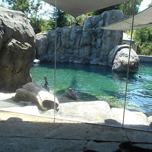 Sea Lion Cove third viewing area