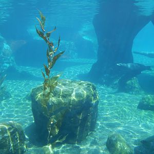 Grand finale of Sea Lion Cove