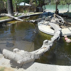 Spot-necked otter exhibit