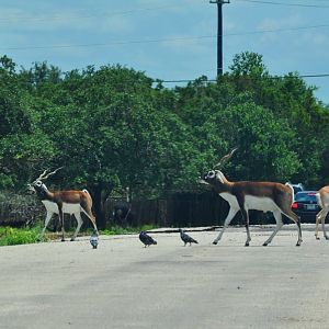Blackbuck