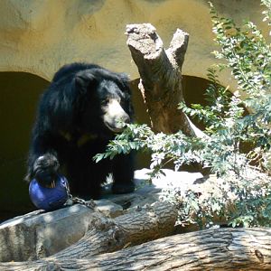 Sloth bear