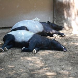 Napping Malayan tapirs