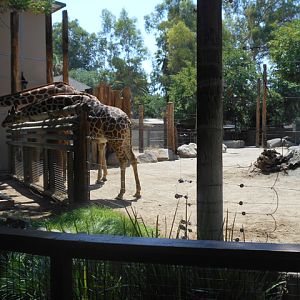 Old giraffe feeding area