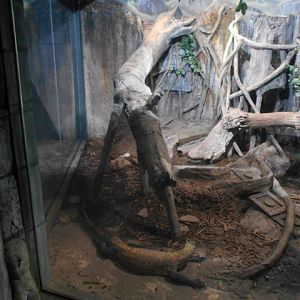 New in 2014 Komodo dragon exhibit