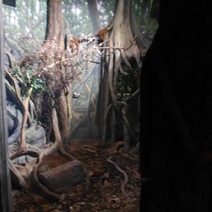 New in 2014 king cobra exhibit