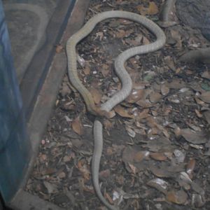 New in 2014 king cobra exhibit