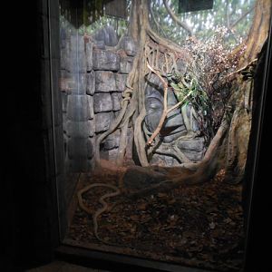 New in 2014 king cobra exhibit