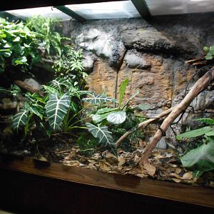 Can you find the gabon viper?