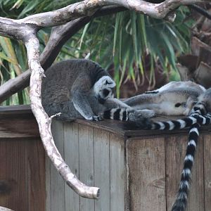 Ring-tailed Lemurs