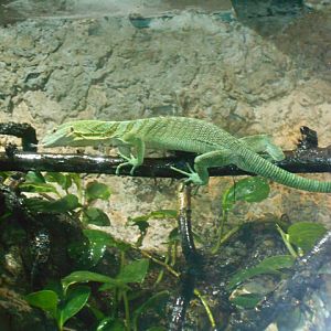 Green tree monitor