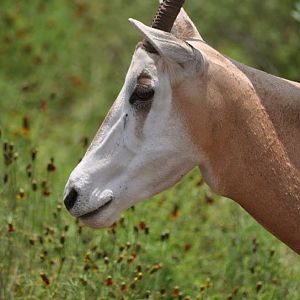 Portrait of a Scimitar-horned Oryx