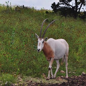 Scimitar-horned Oryx