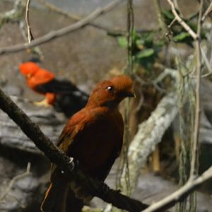 Female Andean Cock-of-the-rock (Rupicola peruviana) at faunia 07/2015