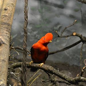 Male Andean Cock-of-the-rock (Rupicola peruviana) at faunia 07/2015
